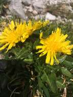 Crepis terglouensis (Hacq.) A. Kerner resmi