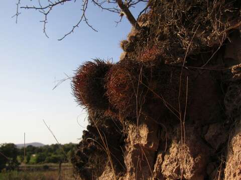 Image of Mammillaria bocensis R. T. Craig