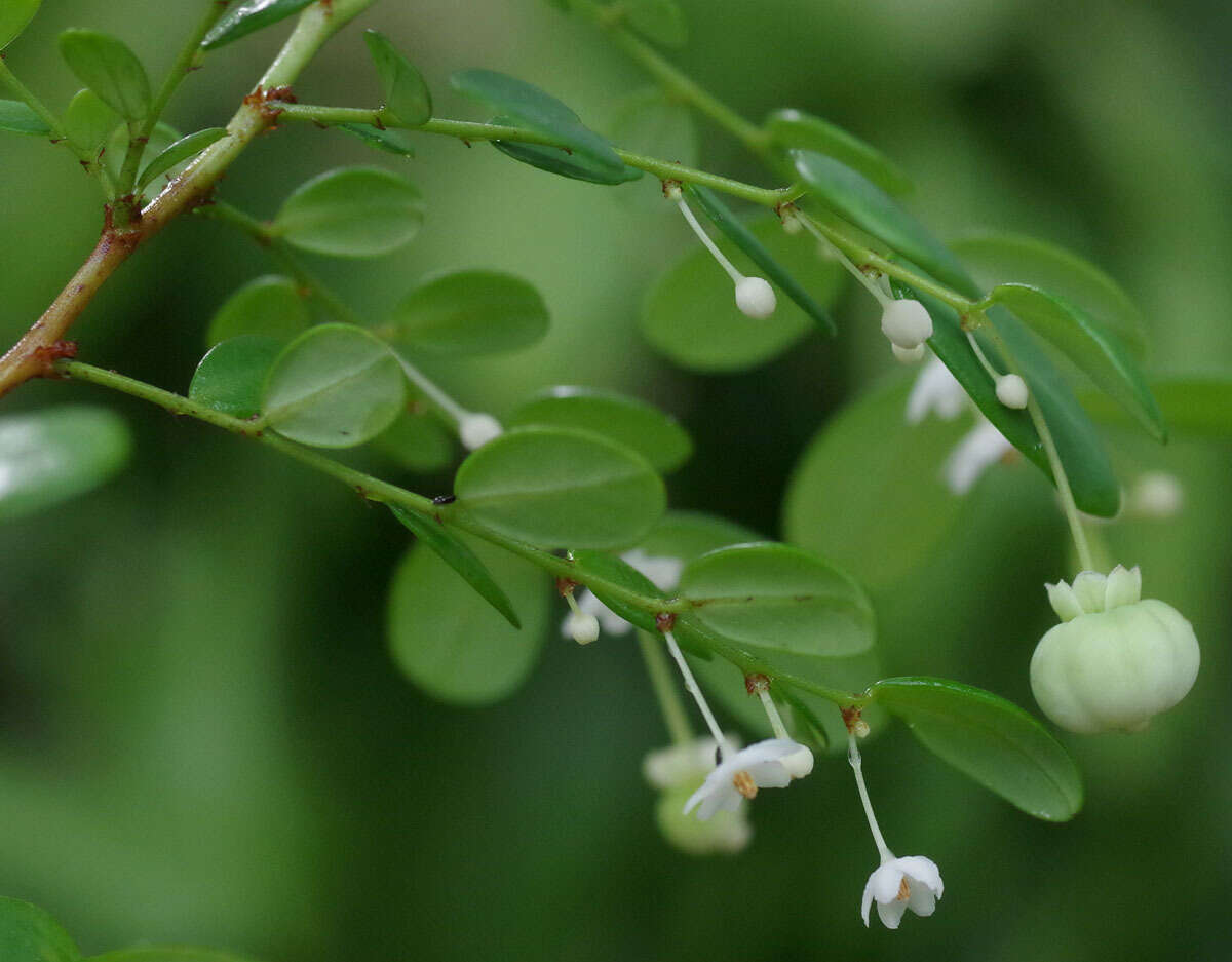 Image of Synostemon albiflorus (F. Muell. ex Müll. Arg.) Airy Shaw