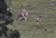 Image of California Valley Coyote