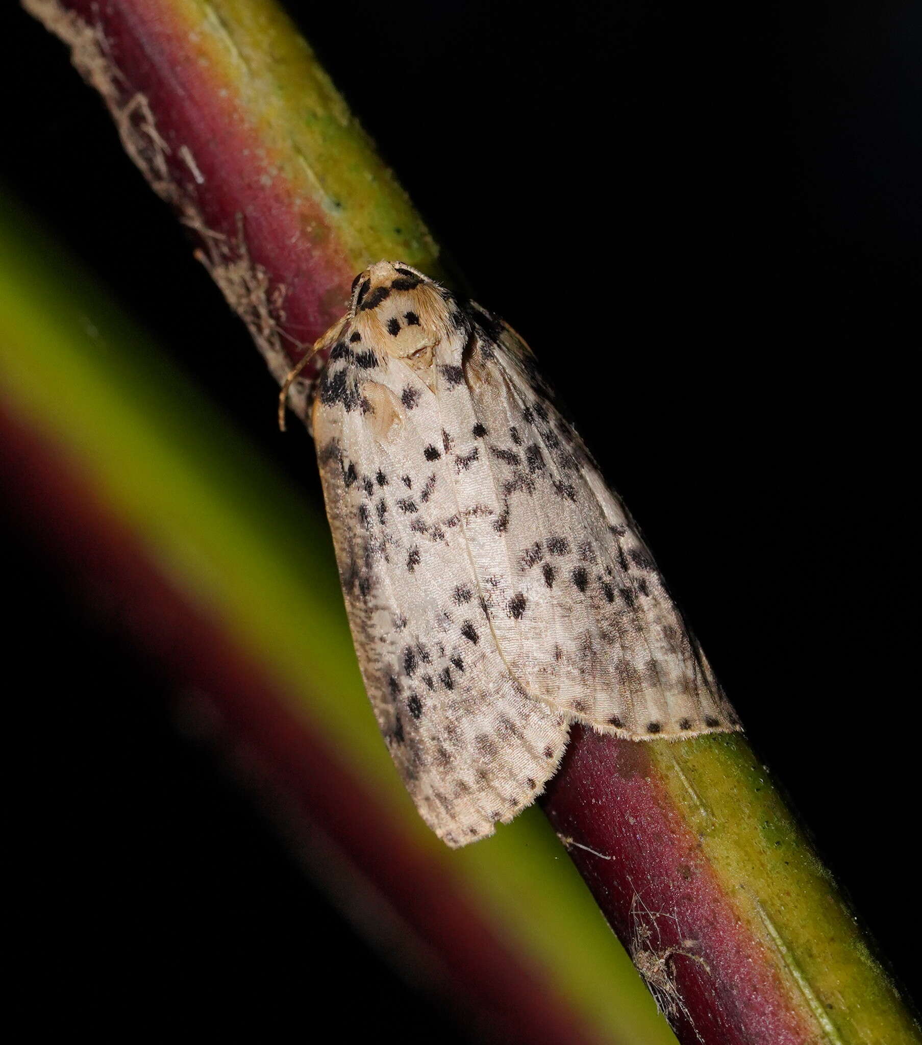 Image of Lyelliana dryophila Turner 1917