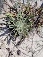 Image of <i>Chrysopsis <i>linearifolia</i></i> var. linearifolia