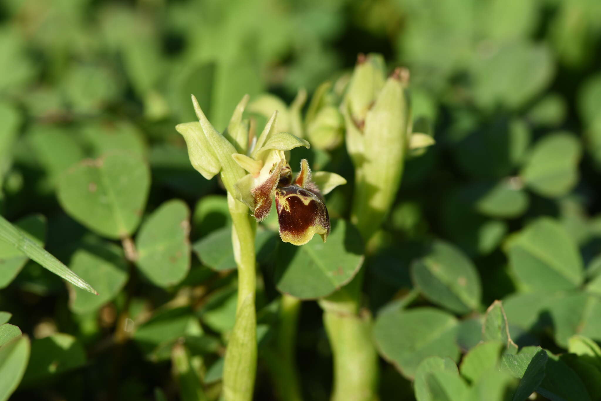 Ophrys umbilicata subsp. umbilicata resmi