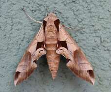 Image of Achemon Sphinx