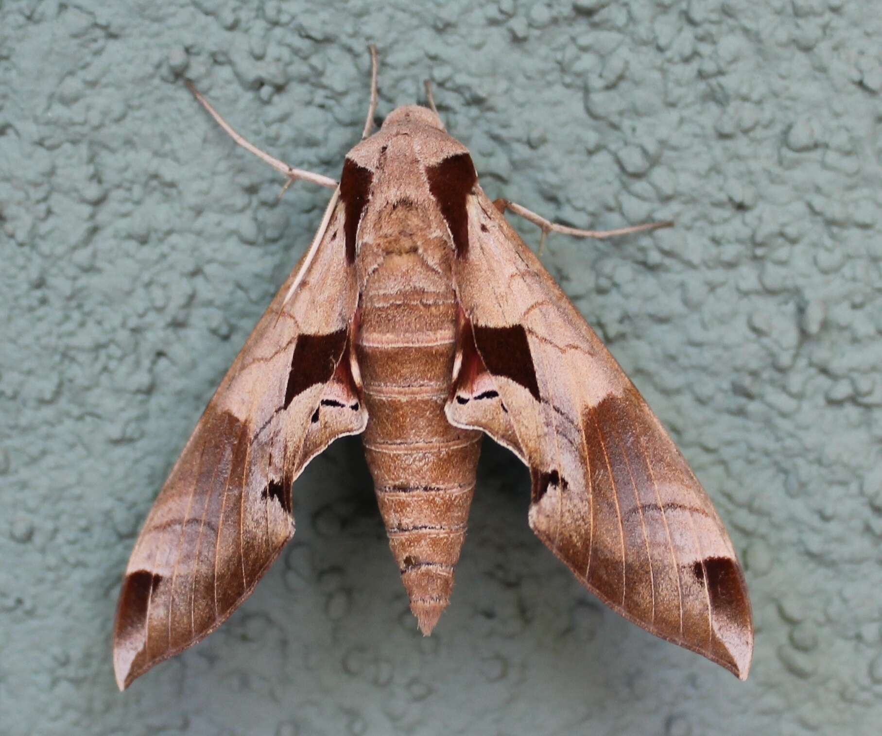 Image of Achemon Sphinx