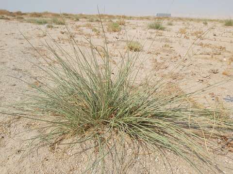 Image of Cyperus conglomeratus Rottb.