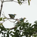 Image of Pink-spotted Fruit Dove