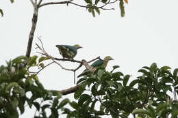 Image of Pink-spotted Fruit Dove