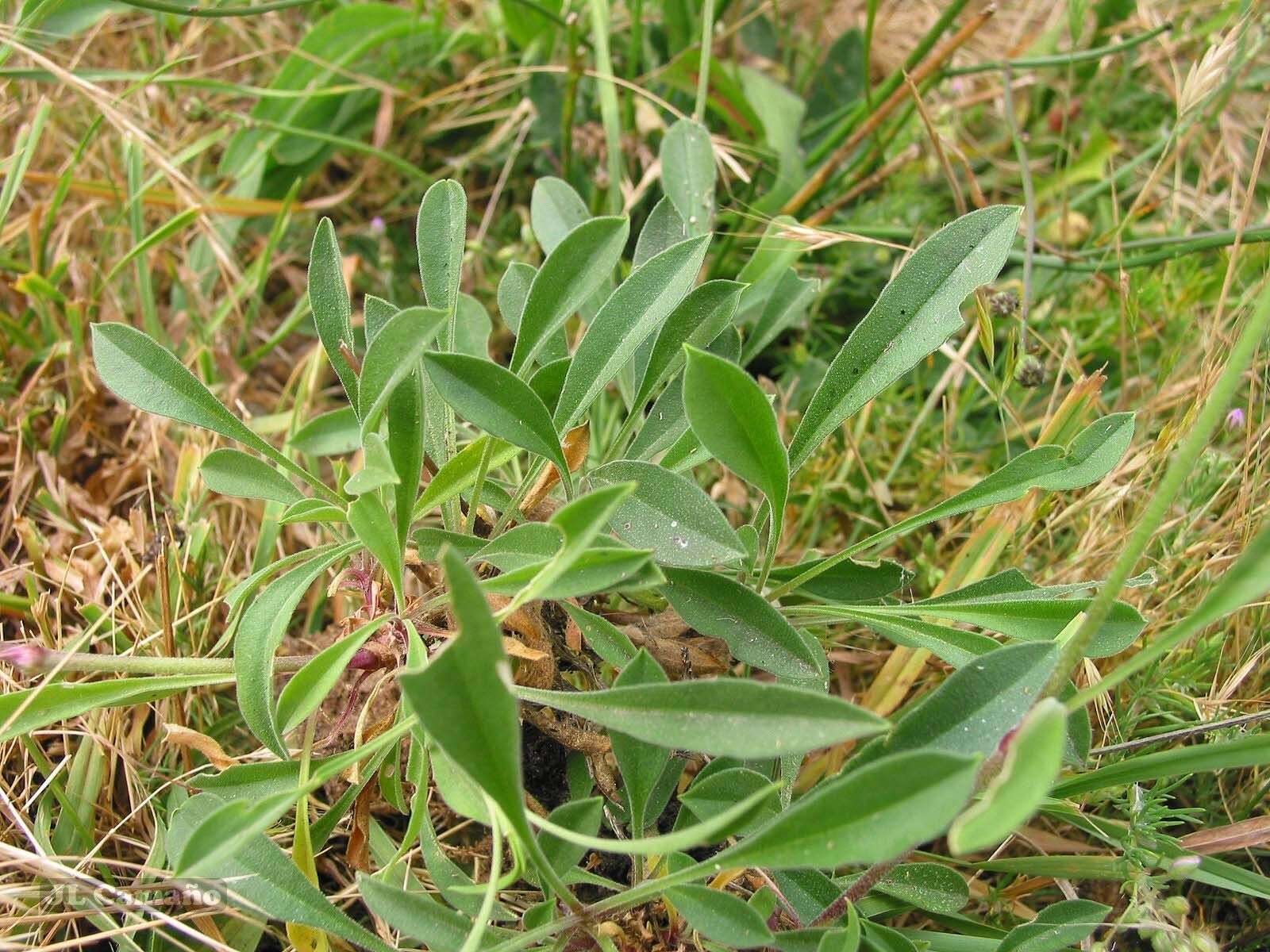 Image de Silene nutans subsp. nutans