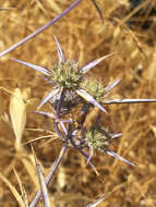 Eryngium creticum Lam. resmi