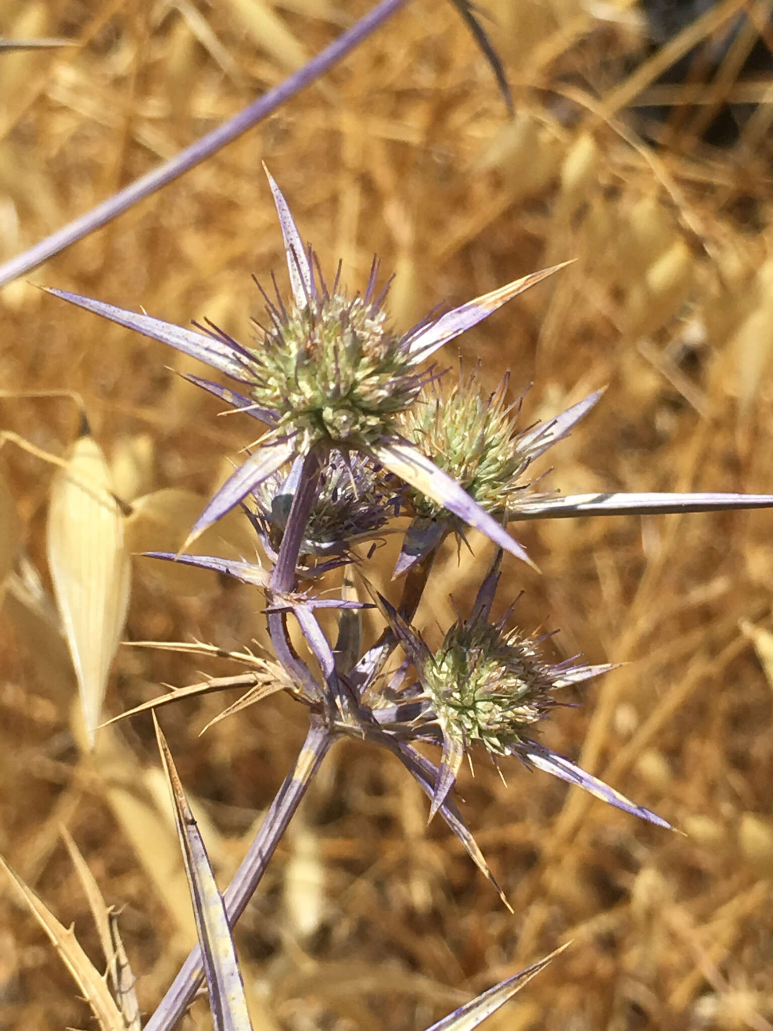 Image of eryngo