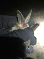 Image of Townsend's big-eared bat