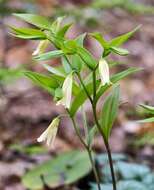 Image of mountain bellwort