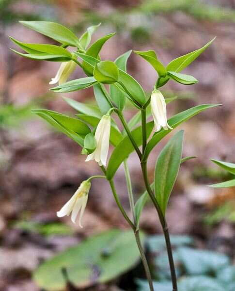 Image of mountain bellwort