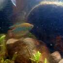 Image of Banded gourami