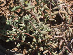 Image of Crassula rogersii Schönl.