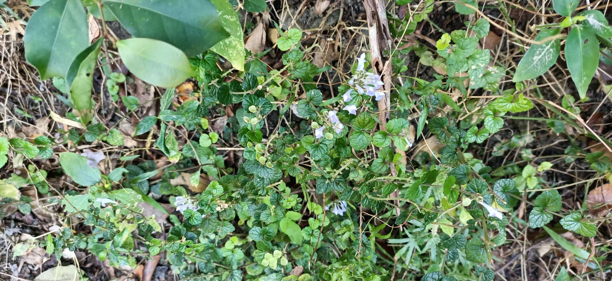 Image of <i>Scutellaria austrotaiwanensis</i>