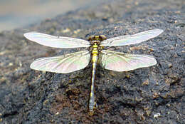 Imagem de Ophiogomphus howei Bromley 1924