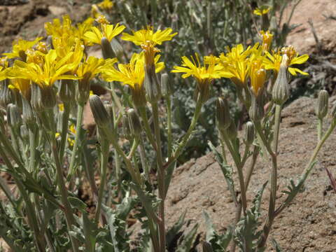 Crepis occidentalis subsp. pumila (Rydb.) Babc. & Stebbins resmi