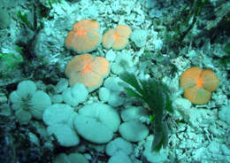 Image of Wedge Coral