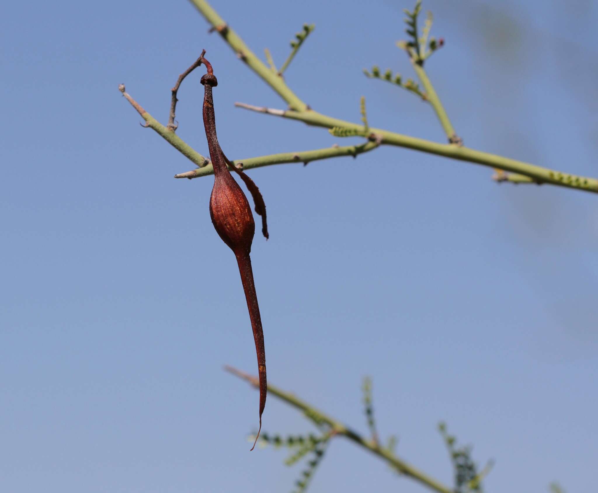 Image of yellow paloverde