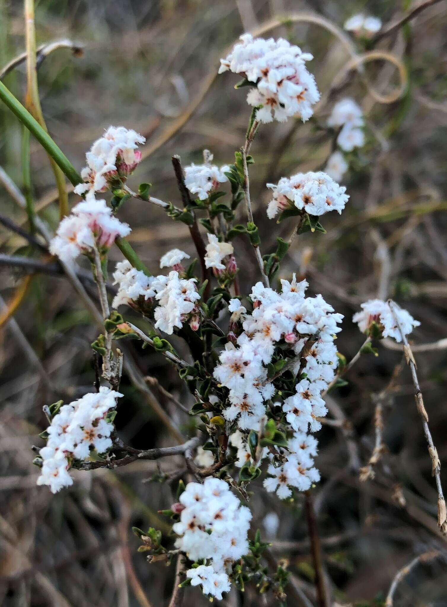 Слика од Leucopogon costatus (F. Muell.) J. Black