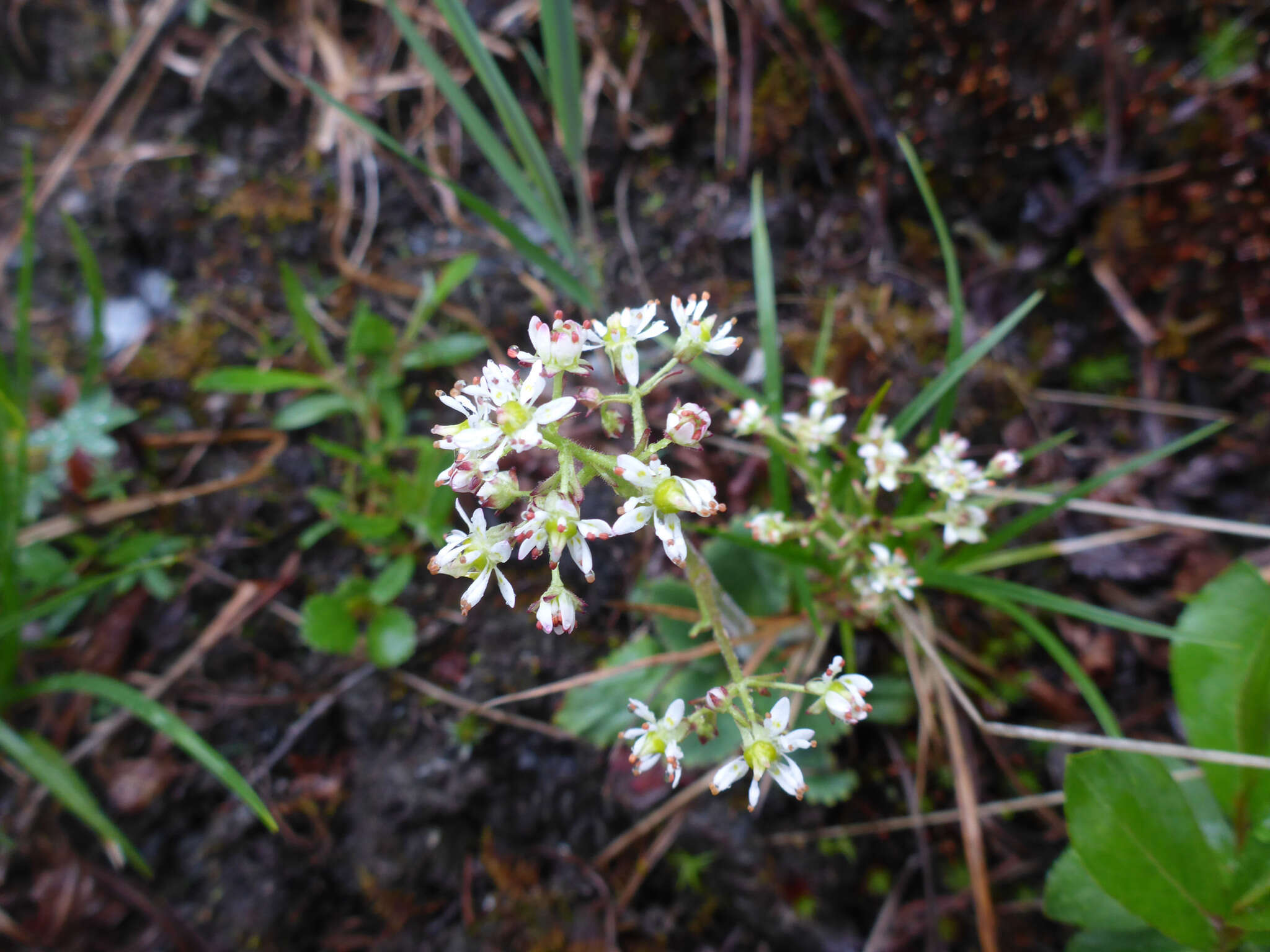 Plancia ëd Micranthes reflexa (Hook.) Small