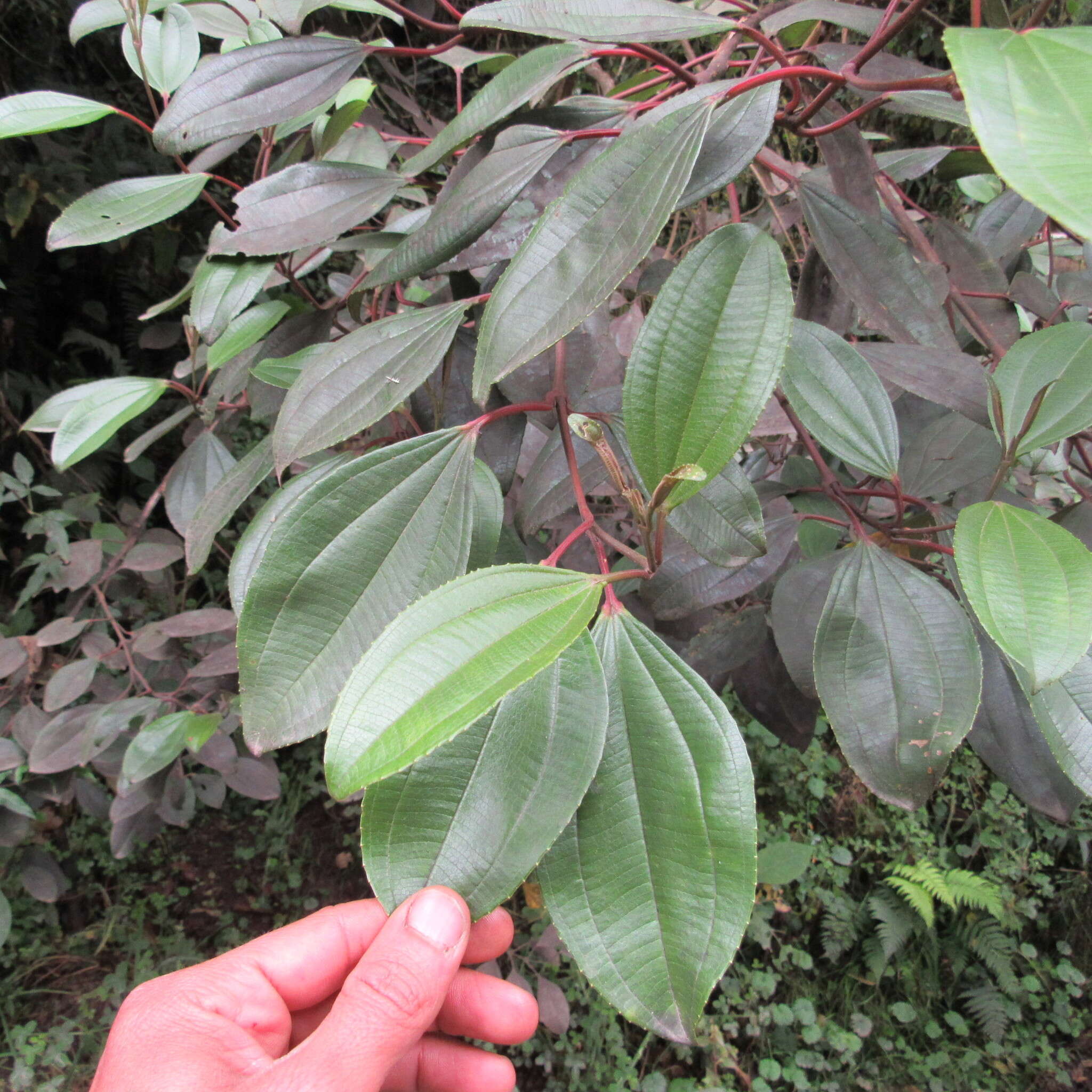 Image of Axinaea macrophylla (Naud.) Triana