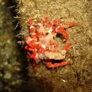 Image of red masked crab