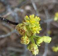 Imagem de Litsea aestivalis (L.) Fern.