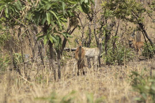 Image of Bohor Reedbuck