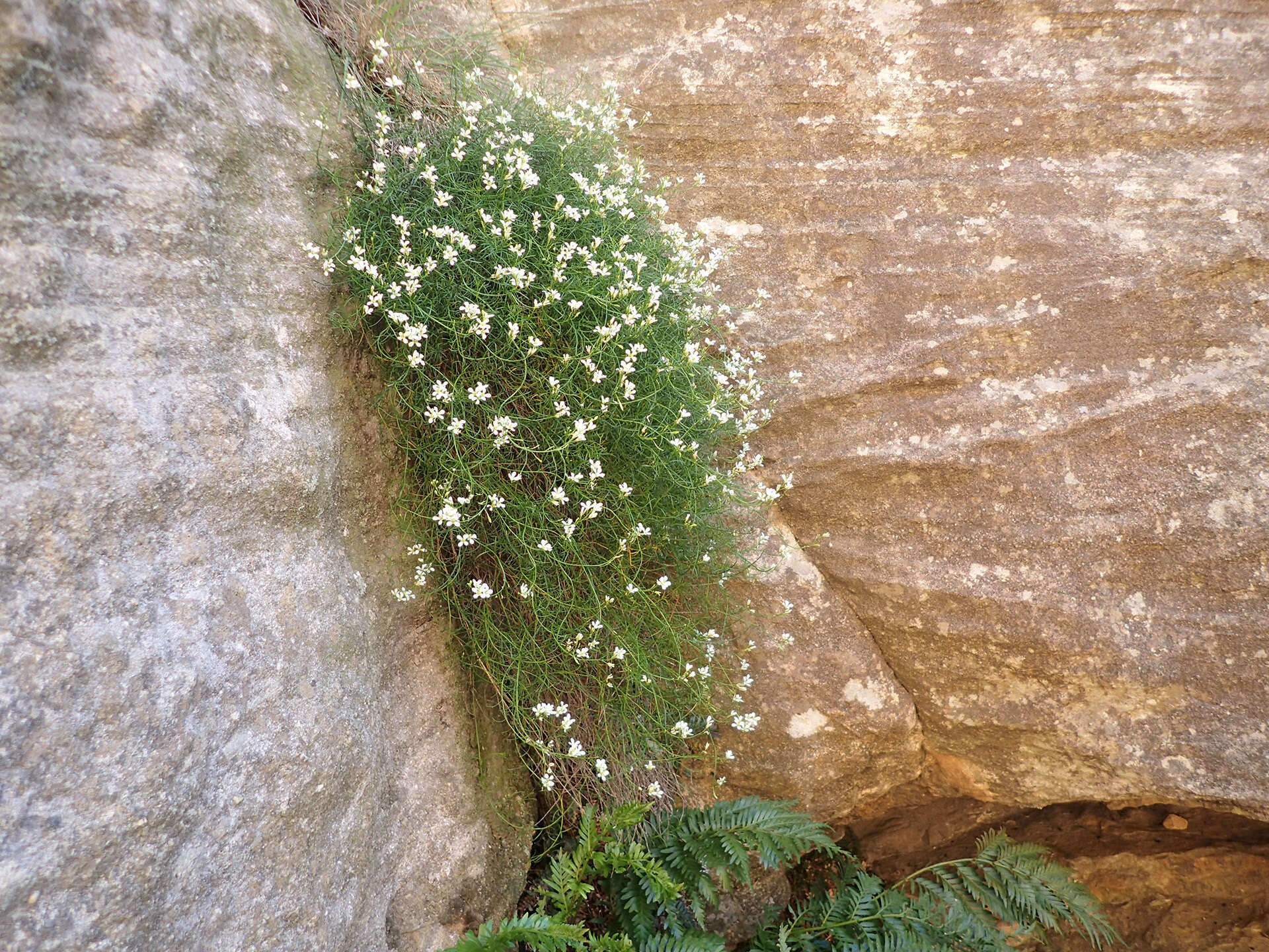 Image de Heliophila monosperma Al-Shehbaz & Mummenhoff