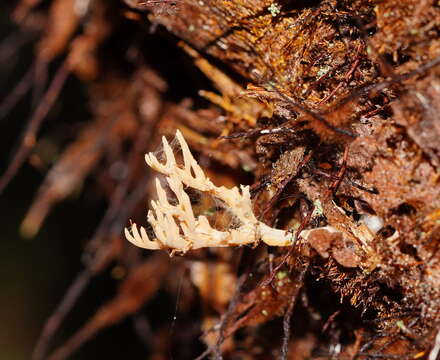 Image of Phaeoclavulina flaccida (Fr.) Giachini 2011