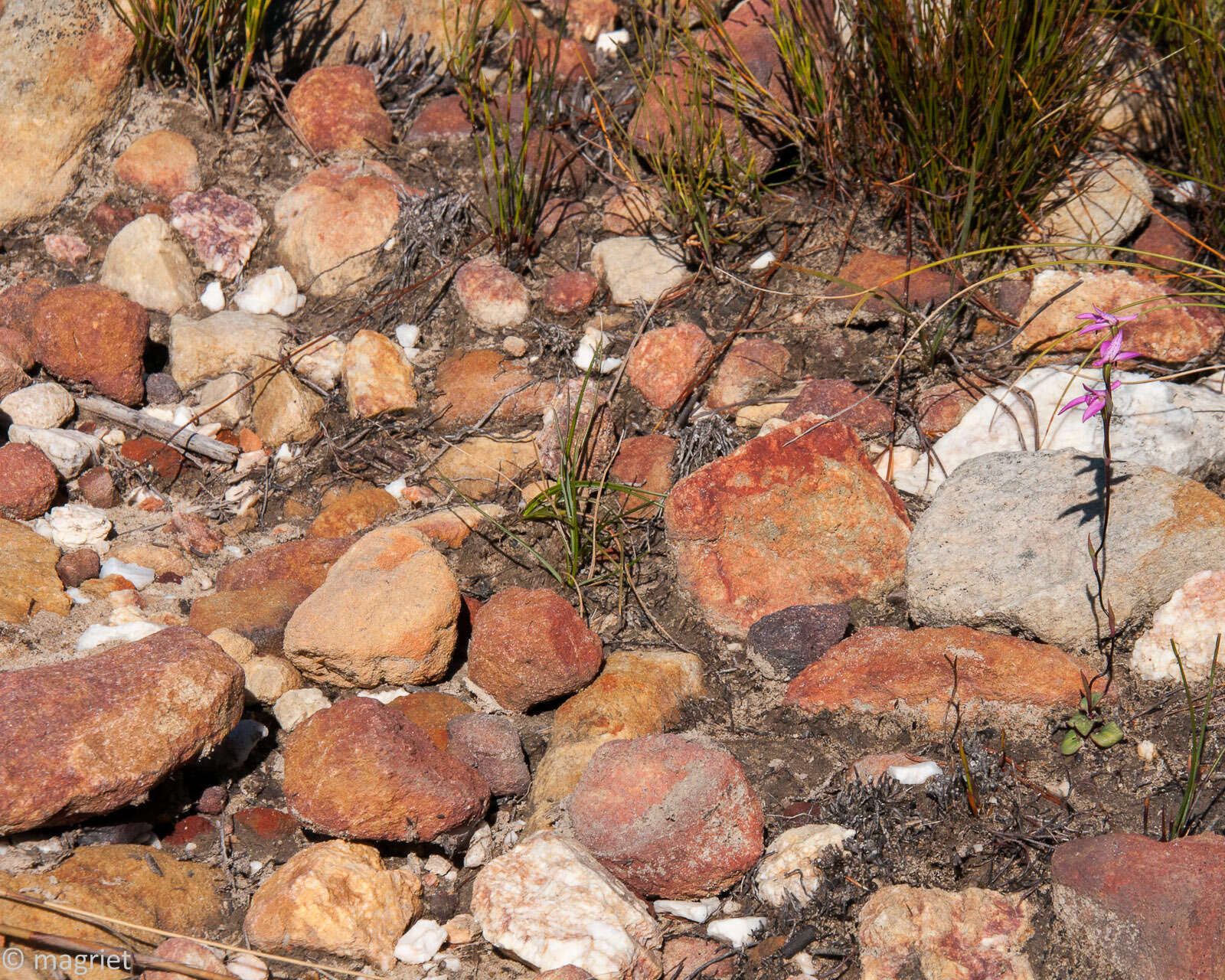 Image of Disa obliqua subsp. obliqua