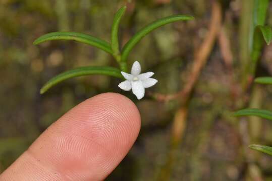 Image of Angraecum pectinatum Thouars