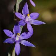 Image of Thelymitra truncata R. S. Rogers