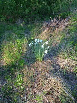 Слика од Narcissus incomparabilis Mill.