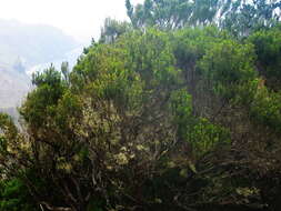 صورة Erica platycodon subsp. platycodon