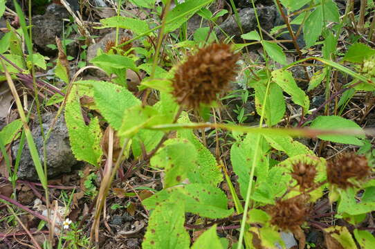 Слика од Lepechinia caulescens (Ortega) Epling