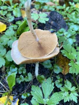 Image of Conocybe inocybeoides Watling 1980