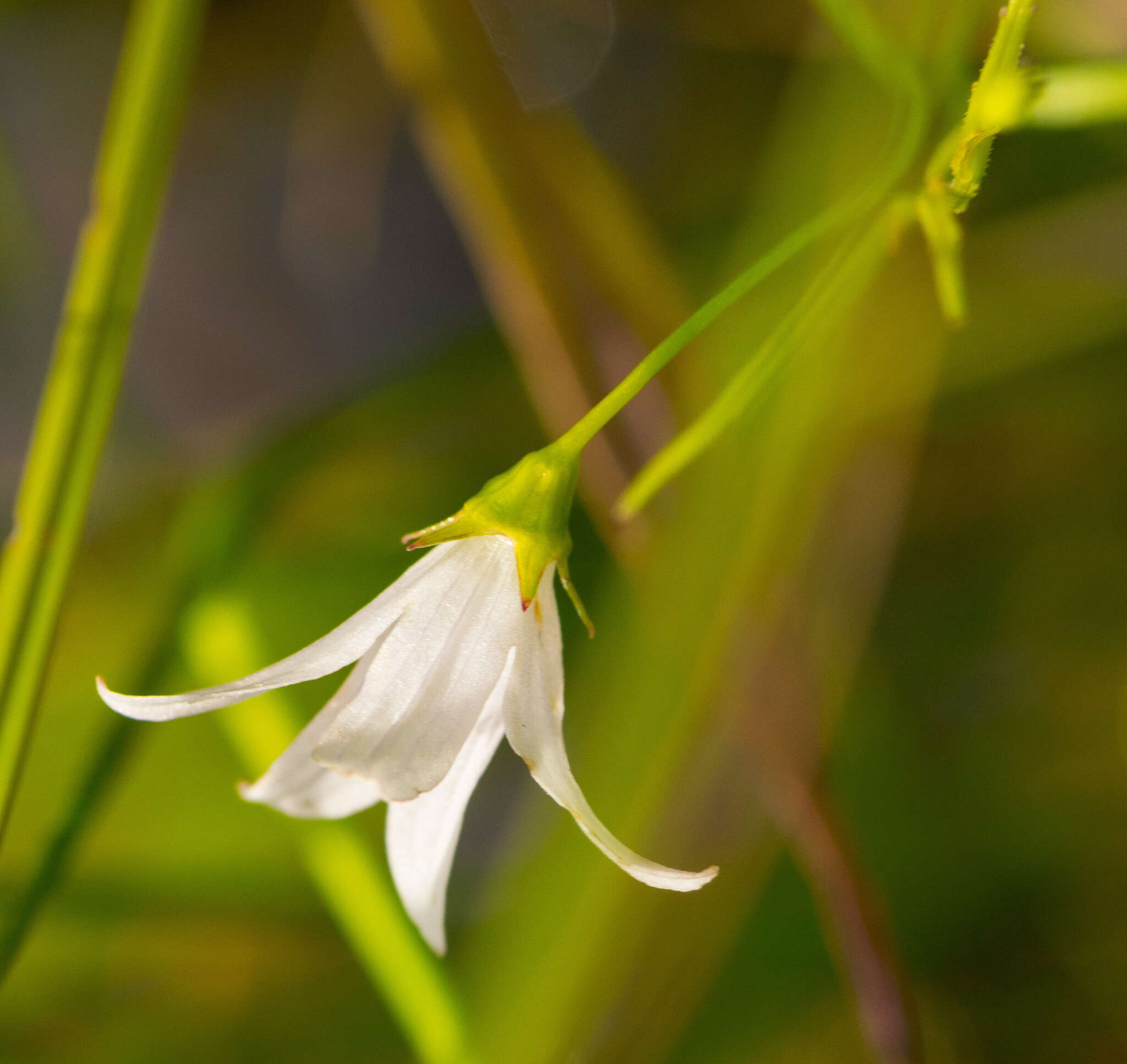 Image of Marsh Bellflower