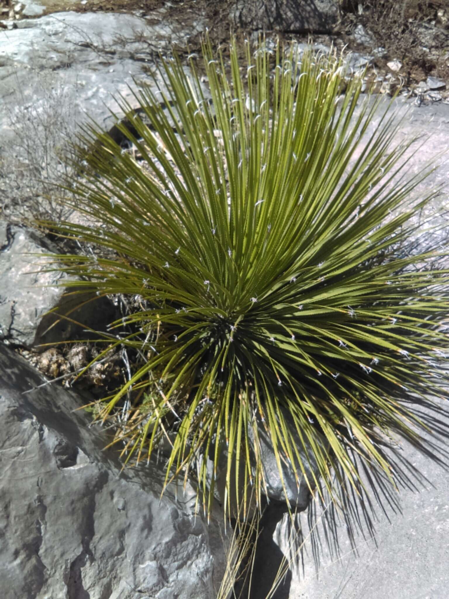 Image of Dasylirion acrotrichum (Schiede) Zucc.