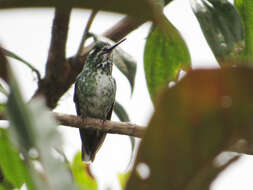 Plancia ëd Urosticte Gould 1853