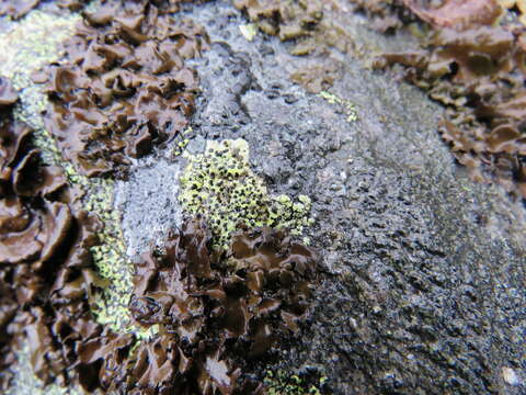 Image of lecanora map lichen