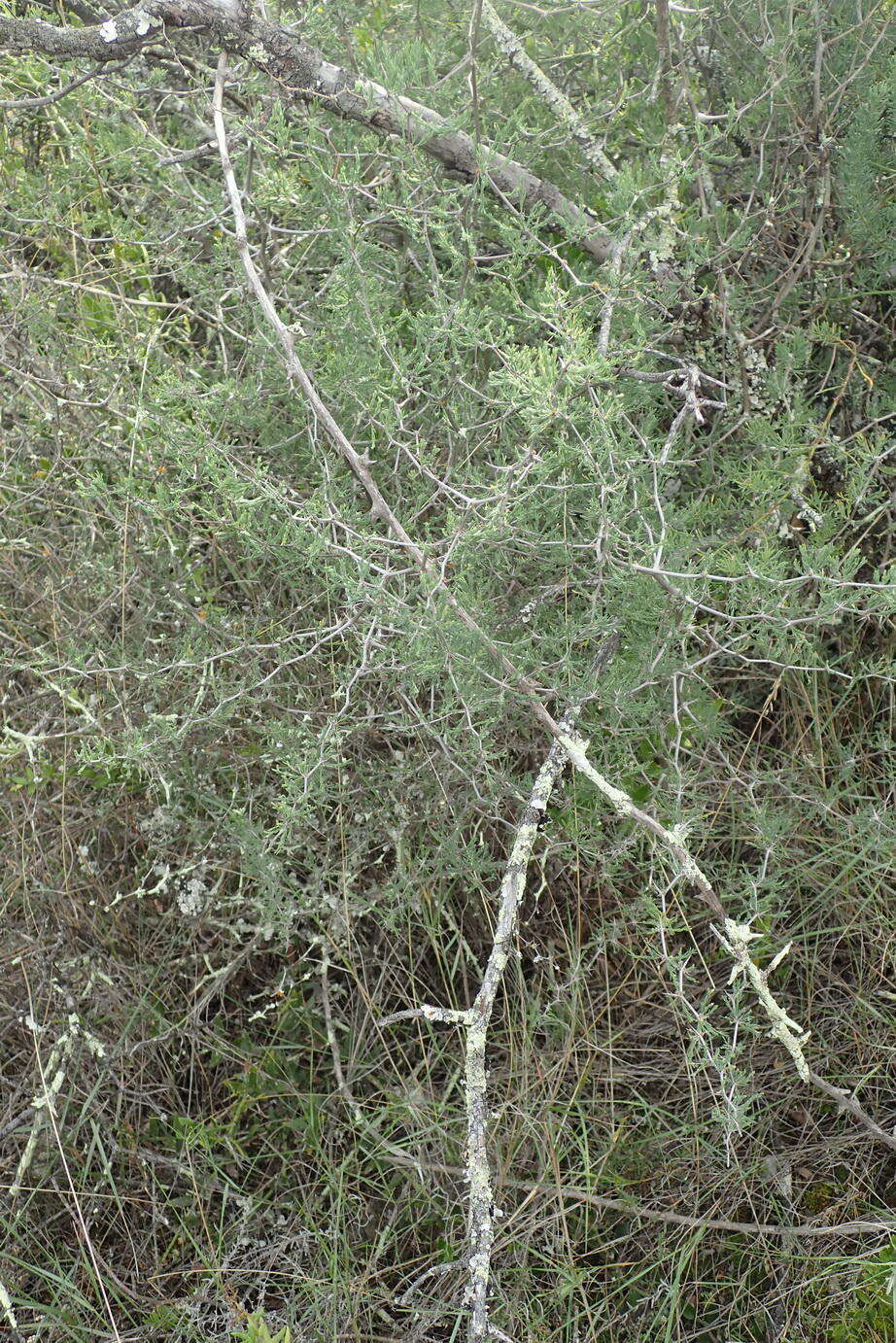 Image of Asparagus capensis var. capensis