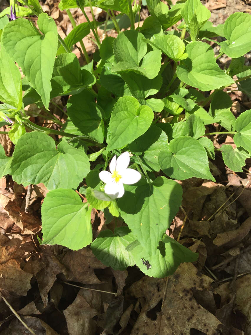 Imagem de Viola canadensis L.