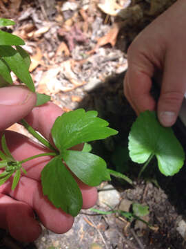 Image of littleleaf buttercup