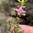 Image de Boronia obovata C. T. White