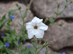 صورة Petunia axillaris (Lam.) Britton