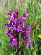 Image de Dactylorhiza lapponica (Laest. ex Hartm.) Soó